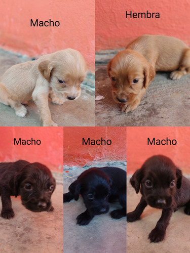 Cachorros Cockers 