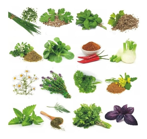 Super Combo Semillas Hierbas Aromaticas Y Especias Organicas