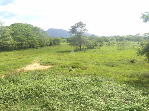 Imagen 13 de 17 de Finca En Venta Ubicada En San Jose De Sanare Estado Falcon.