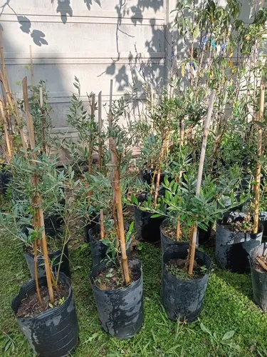 Olivo 100 Cm - Árbol/arbusto - 1 Planta - E.gratis