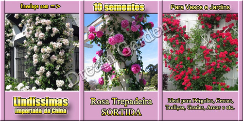Imagem 2 de 9 de Rosa Trepadeira Sortida -- Sementes Flor Para Mudas