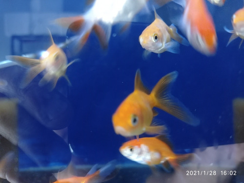 Imagen 5 de 11 de Combo Peces De Agua Fría. Acuario Aquariumba