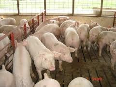 Corrida Financiera Para Proyecto Cria Y Engorda De Cerdos