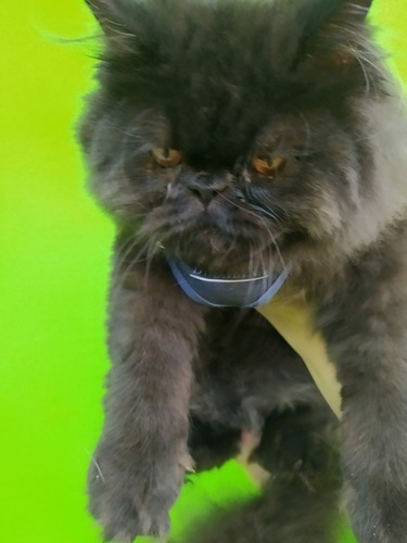 Imagem 4 de 4 de Gato Persa