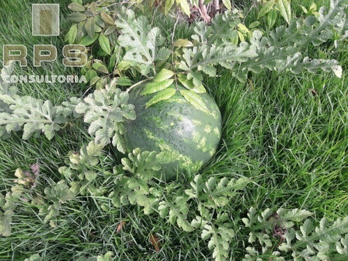 Imagem 20 de 25 de Chácara Para Venda Em Atibaia Jardim Estância Brasil - Atibaia - Ch00094 - 34829784