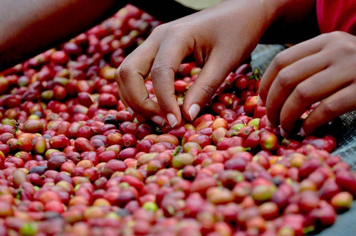 Imagem 6 de 8 de Kit C/ 4 Pacotes 250g - Café Apuí Agroflorestal Em Pó