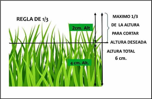 Semillas Césped Rye Grass Anual - Ideal Para Jardín Parques