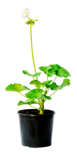 Pelargonium Zonale Planta Geranio Flor Blanca 10cm