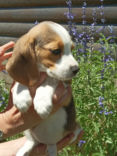 Hermosos Beagle