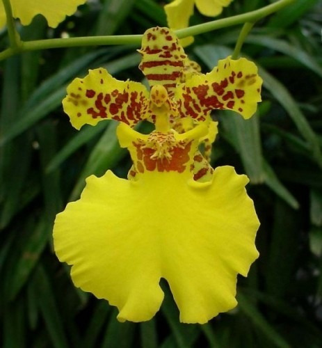 Orquídea Oncidium Chuva De Ouro ( Adulta ) | MercadoLivre