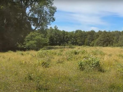17.0 Ha En Cañitas - Los Muermos, Vende Propietario