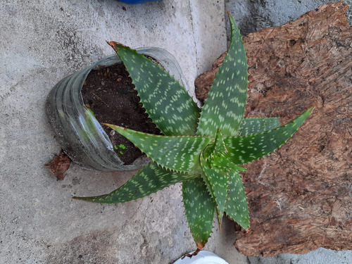 Planta Aloe Vera Medicinal: Envio Gratis Solo Montevideo