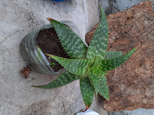 Imagen 1 de 10 de Planta Aloe Vera Medicinal: Envio Gratis Solo Montevideo