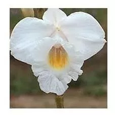 Mudas De Orquidea Bambu Ou Arundina - Flores Brancas | Parcelamento sem  juros