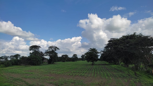Imagen 3 de 8 de Venta De Espectacular Finca Productiva En Guárico - Inmobiliaria Maggi 1246