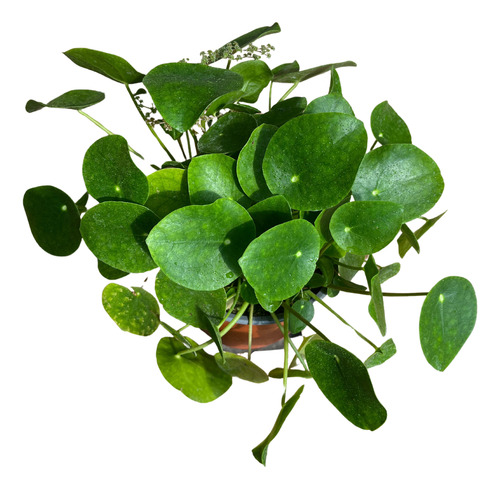 Pilea Peperomioides Plantas De Interior