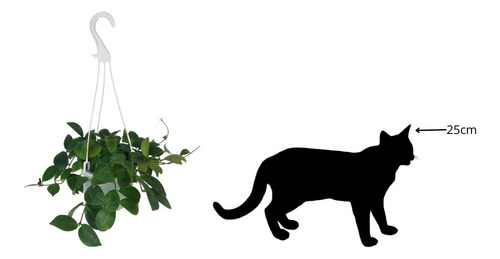 Planta Lápiz Labial