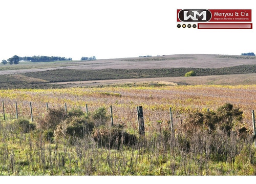 Arrendamiento Campo 400 Hectáreas José Pedro Varela Ganadería Y Mejoramientos