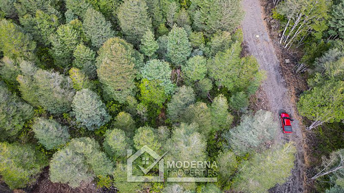 Parcela 5000 M2 En Bosque Pucón Con Bosque Nativo