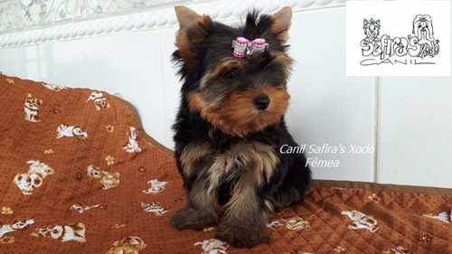 Yorkshire Filhotes Com Pedigree Cbkc. Fêmea.