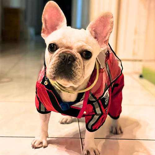 Chubasquero Impermeable Con Capucha Transparente Para Perros