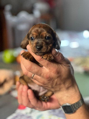 Vendo Cachorros Salchichas Exelentes Ejemplares