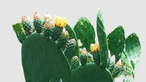 5 Hojas De Nopal (tuna)
