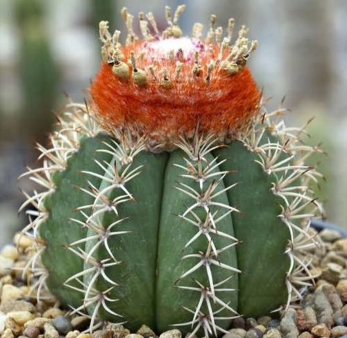 Melocactus Matanzanus, Mp