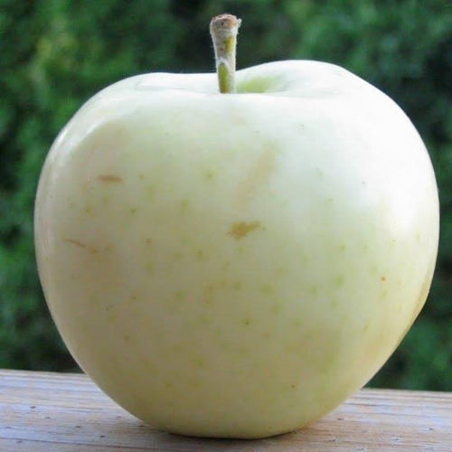 10 Semillas De Manzanas Tipos De Variedad Cultivo Jardin