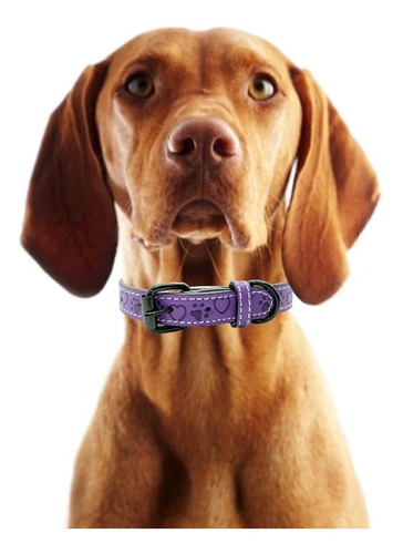 Collar Para Perros Raza Ch Med Y Gde Tipo Piel Ajustable Color Morado Tamaño del collar Extra Chico ECh/XS