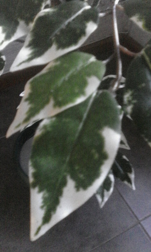 Plantas De Interior Artificiales - Ficus Disciplinado
