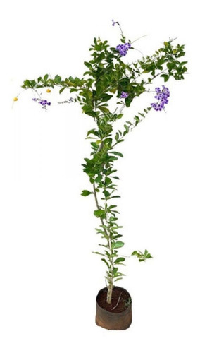 Muda De Duranta - Duranta Erecta Aurea