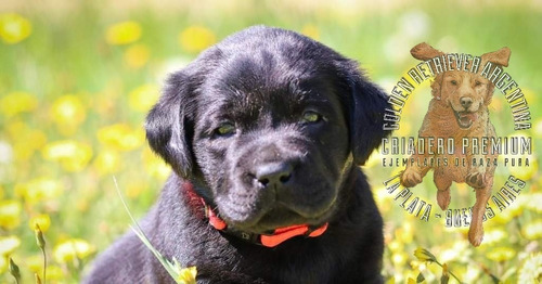 Cachorros Labrador Negros, Machos Y Hembras, Tarjetass
