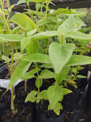 1 Muda De Ginseng 40 Cm Orgânico