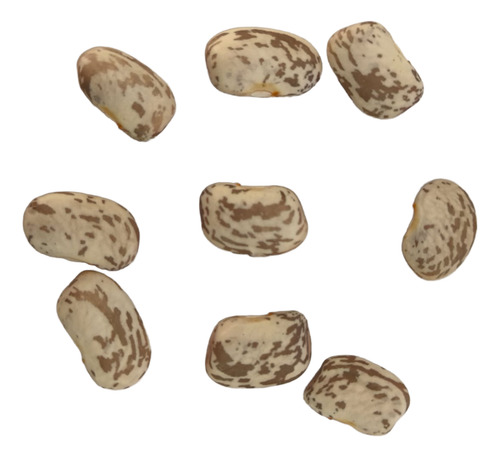 100 Semillas De Frijol Criollo Coconita Para Siembra