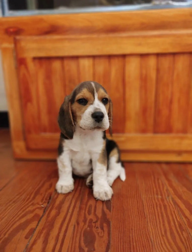 Imagen 3 de 8 de Cachorros Beagles