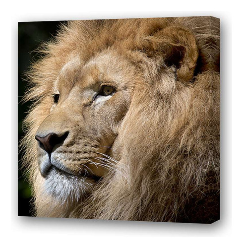 Cuadro 45x45cm Leones A6 Leon Feroz Perfil Fondo Negro