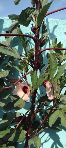 90 Semillas Hibiscus Te Jamaica Estratificadas Germina 95% !