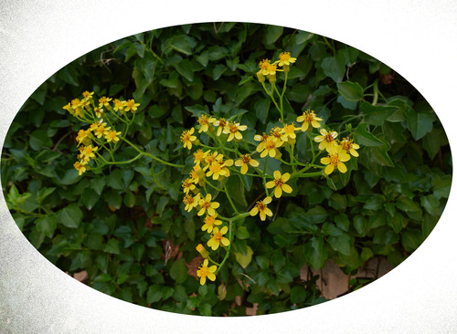 Senecio , Planta Para Cerco Vivo. Floración Amarilla