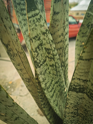 Planta Lengua De Suegra + Fertilizante + Manual