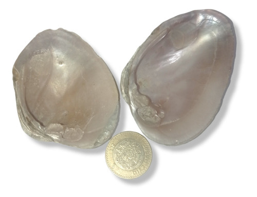 2 Ostras De Concha Nacar 100% Natural Productos Tenango Tipo de piel Mixta