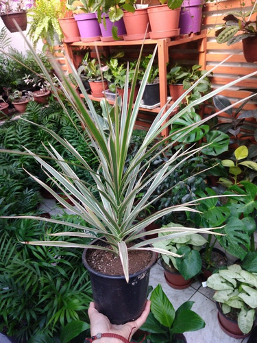 Dracena Marginata