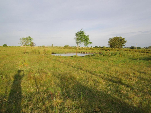Imagen 15 de 18 de Campo Pegado A Tala, 22 Hás