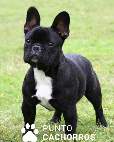 Bulldog Frances 60 Atigrado