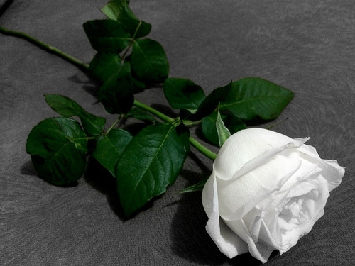 pic Imagem De Uma Rosa Branca rosa branca muda r 28 9