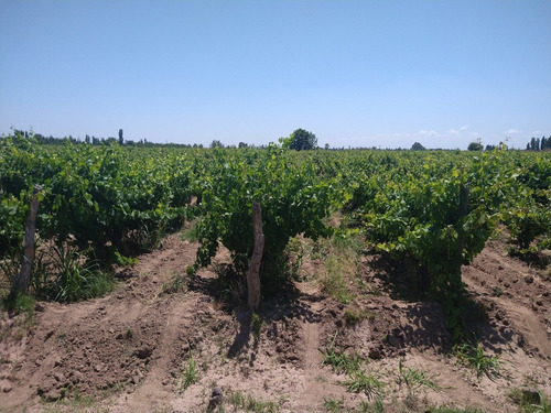 Imagen 2 de 14 de 67,7 Has En Barrancas, Maipú