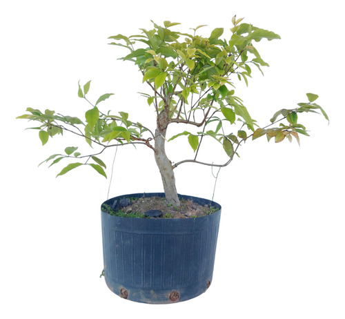 Pré Bonsai Jabuticabeira Híbrida 10 Anos ( Cod.033)