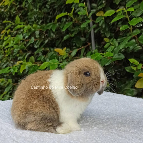 Mini Lop Uruguaio, Mini Coelho, Mini Lop