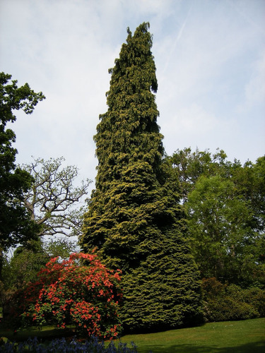 Chamaecyparis Lawsoniana Fletcheris, Conífera !