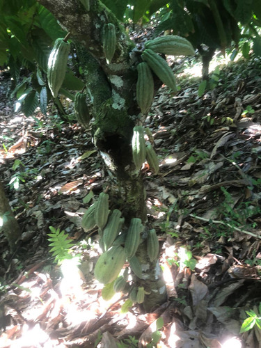 Te Vendo Finca En Masipedro Bonao/republica Dominicana.
